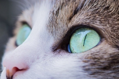 Кошка pixabay.com