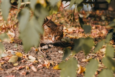 Кот Юлия Ушакова, ИА IrkutskMedia