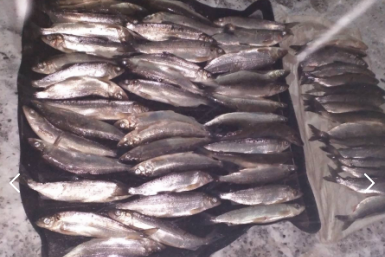 омуль Пресс-служба МВД по республике Бурятия