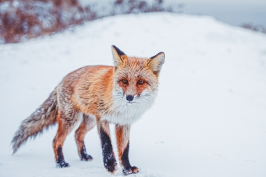 В жилом районе Улан-Удэ заметили дикую лису