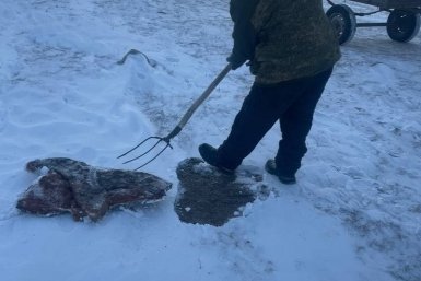 В Бурятии ликвидировали следы стихийного скотомогильника в степи