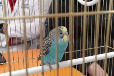 В Бурятии в больнице скорой помощи поселился попугай БСМП им. В.В. Ангапова
