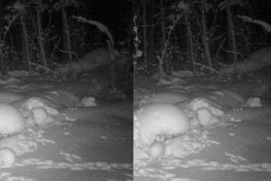 В Бурятии показали редкий кадр зимнего камуфляжа зайца-беляка &quotЗаповедное Подлеморье&quot