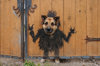 Владельцам собак в Бурятии напомнили правила содержания