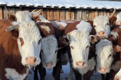 Буренкам может не хватить кормов Минсельхозпрод РБ