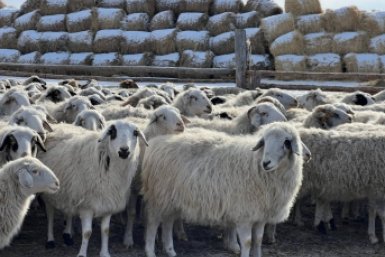 Шерсть из Бурятии могут продавать через биржу минсельхозпрод Бурятии