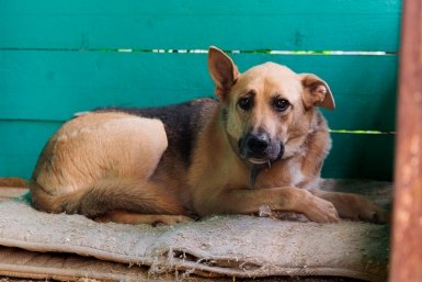 В Улан-Удэ займутся собачьими свадьбами на Левом берегу