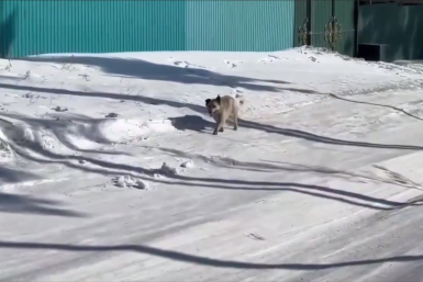 Собака сорвалась с цепи напала на женщину в Улан-Удэ