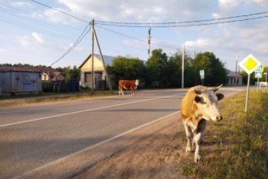 Фермеры пожаловались на бесхозных бурёнок главе Бурятии UlanMedia
