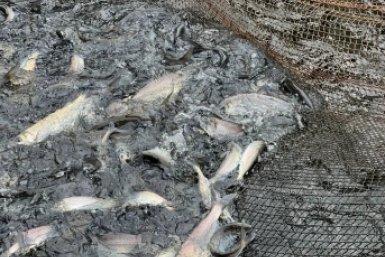 В Бурятии разрешили вылов омуля для воспроизводства на Байкале Минсельхоз Бурятии