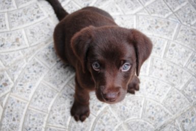 Мальчик или девочка? Сравниваем характеры и выбираем щенка под себя pxhere.com