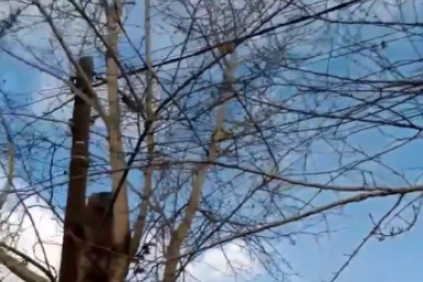 Дерево не даёт операторам протянуть кабель, а его ветви угрожают линии электропередачи Народный фронт Бурятии