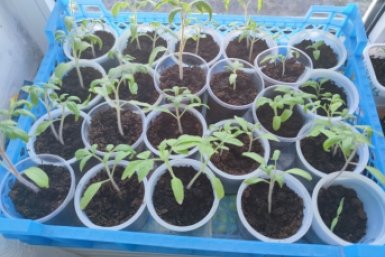 Когда пикировать томаты: лучшие даты в апреле 2026 - приживаемость 100% ИА Stavropol.Media