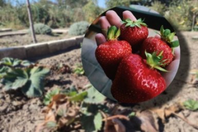Вылейте 2 стакана в лунку - вырастет клубника-гигант: ягоды размером с яблоко ИА Stavropol.Media