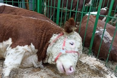 В Бурятии опровергли фейк об уничтожении скота