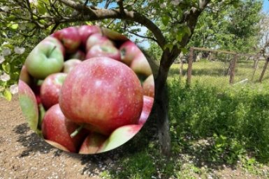 Кормлю яблоню с 06:00 до 08:00 - плоды наливные, без гнили: всего 30 г на кв. метр ИА KrasnodarMedia