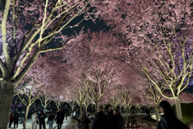 Сакура в Краснодаре: как найти и когда смотреть - даже лучше, чем в Японии ИА StolicaMedia