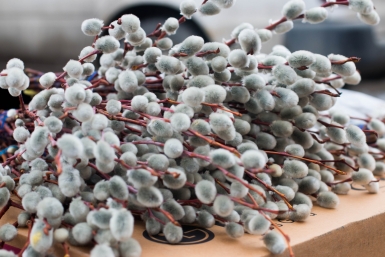 Можно ли освятить вербу дома Денис Таушканов, ИА SakhalinMedia