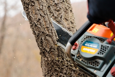 Какие деревья нельзя пилить Евгений Кулешов, ИА PrimaMedia