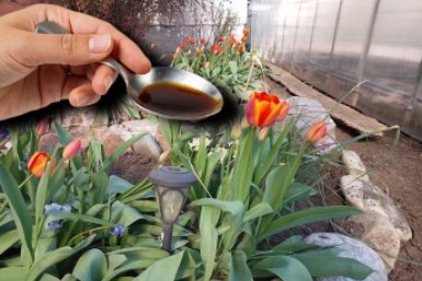 Мечта тюльпанов в апреле: 1 ложка на 10 л воды - яркие и пышные 20/20 бутонов ИА SakhalinMedia