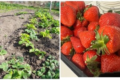 1 литр под куст - на выходе 45 кг клубники: дешевле навоза в 8 раз ИА SakhalinMedia