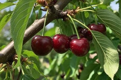 3 пшика на ветки - тля и муравьи бегут как от чумы: всё дерево в сладкой и красной вишне Создано с помощью ИИ