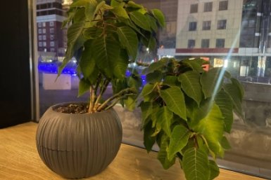 1 зубчик в горшок - на подоконнике райский сад: даже уставший цветок воскреснет ИА KrasnodarMedia