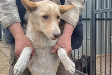 Собаку спасли с крыши магазина "Спутник" в центре Улан-Удэ