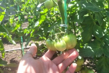 Киньте 1 горсть в лунку - томаты сочные как стейк: летом подкормки не нужны ИА KrasnodarMedia