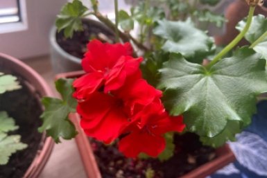 1/2 стакана под корень - герань как Мисс Мира: бутоны даже на молодых черенках