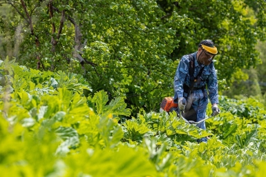 Три категории "запрещенки" на участке: какие сорняки дорого обойдутся дачникам