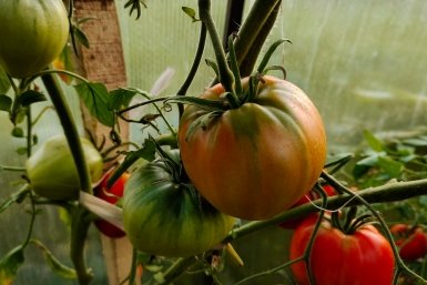 Тематическое фото Автора