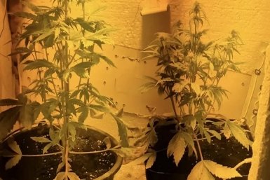 Охранника в Бурятии задержали за выращивание конопли