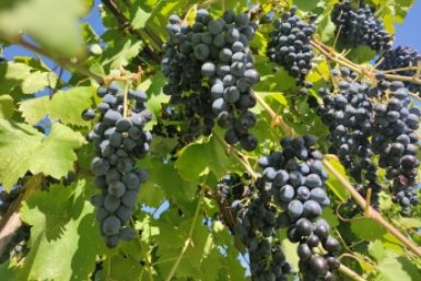Французская диета для винограда: 200 г на кв. метр - гроздья свисают до пола ИА KrasnodarMedia