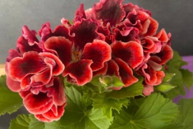 Герани в апреле — срочно: 1 таблетку под корень — и пеларгония зацветет как никогда прежде