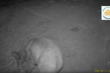 В Бурятии фотоловушка засекла кабаргу и загадочную тень