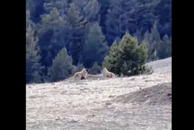 Тарбаганы проснулись в Бурятии после зимней спячки