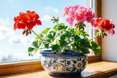 Герани с вялыми листьями – обязательно: 3 щепотки в грунт – и пеларгония цветет взахлеб 