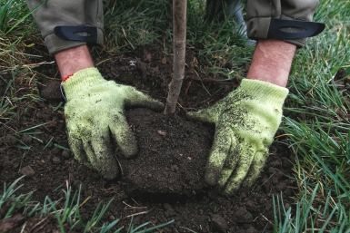 Хвойные деревья в Улан-Удэ защитят от солнца особым препаратом