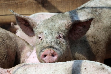 Свинокомплекс в Бурятии начал продавать органические удобрения фермерам