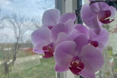 Не овощ, а эликсир жизни: даже упрямая орхидея пустит 4 стрелы