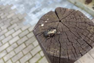 За что дачника могут оштрафовать на 20 тысяч - запомните