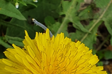 В Бурятию вернулась 17-градусная жара