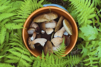 Грибы запрещено собирать в особо охраняемых зонах Мария Смитюк, ИА PrimaMedia