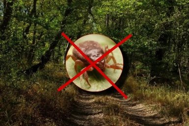 Смажьте подошву - смело в самый зеленый лес: клещи убегут, не оглядываясь