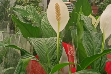 10 ложек на литр — и спатифиллум жемчужина подоконника: белые "паруса" лезут без остановки, листья шириной с блюдце