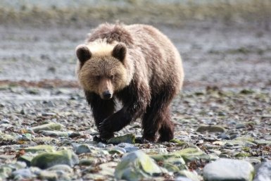 Мишка на севере всполошил жителей Бурятии