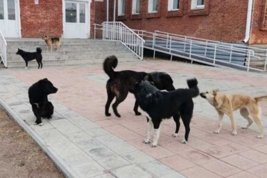 В пригороде Улан-Удэ поймали 225 бродячих собак