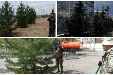 В Улан-Удэ за май высадили свыше 1150 деревьев и кустарников администрация г. Улан-Удэ