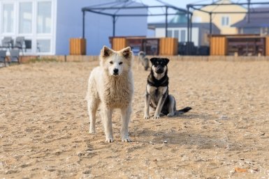 Приводить собак на пляж запрещено: эксперты — о штрафах и правилах выгула у воды